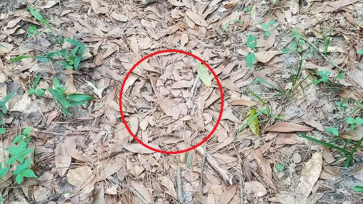 Can you spot the particularly well-camouflaged snake in this photo?