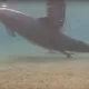 Dieser Delphin verhielt sich sehr auffällig; dann entdeckten Taucher was los war