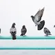 Entérate: así es como liberas tu hogar de las palomas