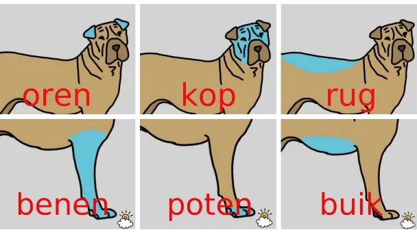 Heb je een hond? Doe dan af en toe DIT! Het kan vele gezondheidsklachten oplossen!