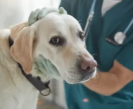 If You Have Dogs, This Might Concern You