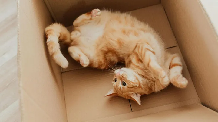 Zielig! Kat werd per ongeluk met post verstuurd