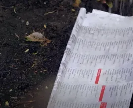 Hast du eine alte Zeitung übrig? Lege sie in den Garten und dein Unkraut verschwindet!