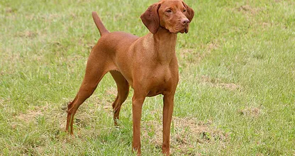 DRINGEND: deze hond is uit een rijdende auto gegooid, wie heeft de hond of de auto gezien?! Delen svp!