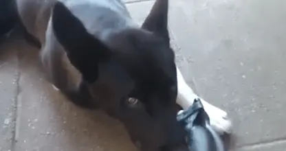 Verschrikkelijk: man geeft zijn hond dit anti-vlooienmiddel en moet haar laten inslapen