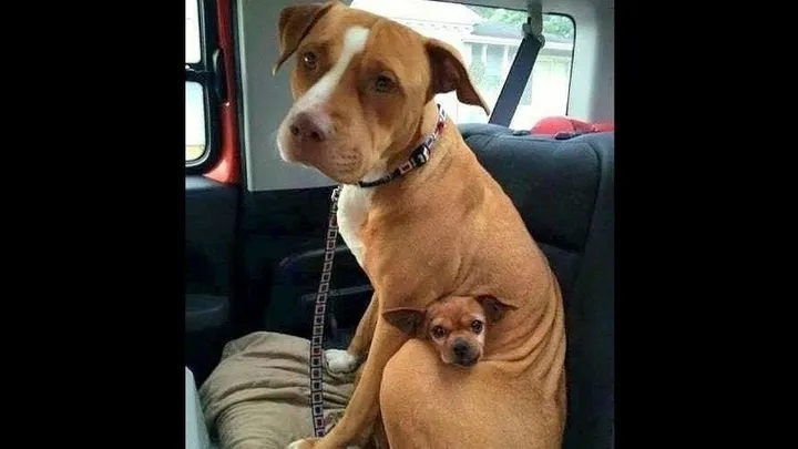 Esta pitbull se recusou a deixar o abrigo sem seu amigo chihuahua