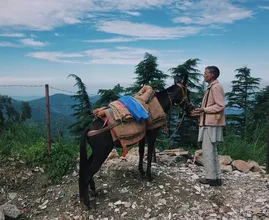 Animal welfare organisations warn tourists about animal cruelty