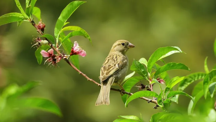Aha: zo voorkom je dat er vogels tegen je raam aan vliegen