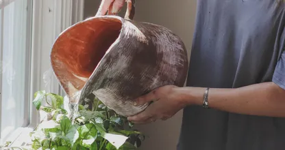 Find out: this is how you water plants - the right way