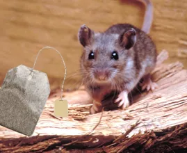 Kammerjäger möchte Info nicht veröffentlichen: gebrauchte Teebeutel vertreiben Ungeziefer (Mäuse) .