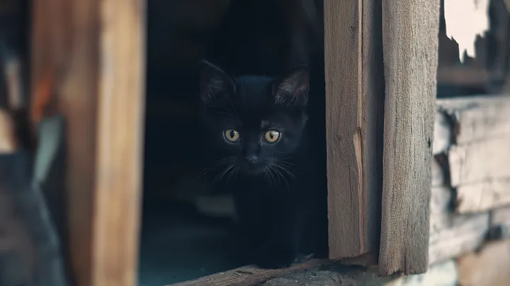 Woman Raises A Lost Kitten—Later, She Is Horrified To Discover Its Real Nature…