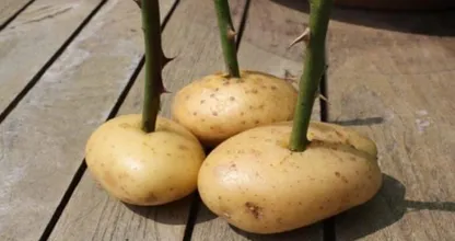 Ze steekt een rozensteel in een aardappel en kijk wat er een week later gebeurt! Fantastisch!