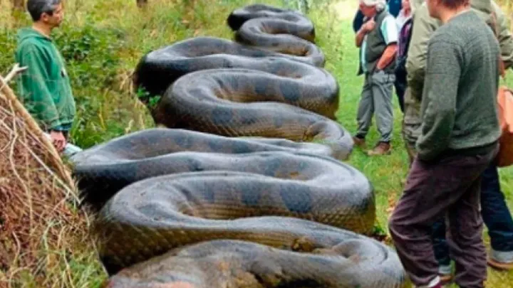 Die Entdeckung im Inneren des Körpers eines riesigen Alligators gibt Wissenschaftlern Rätsel auf!