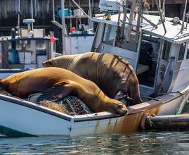 Two Giant Sea Lions Refuse to Leave Small Boat – What Locals Discover Inside Explains Everything