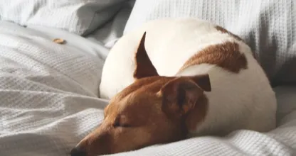 Van drukke pup tot luie lobbes: zoveel slaap heeft je hond echt nodig