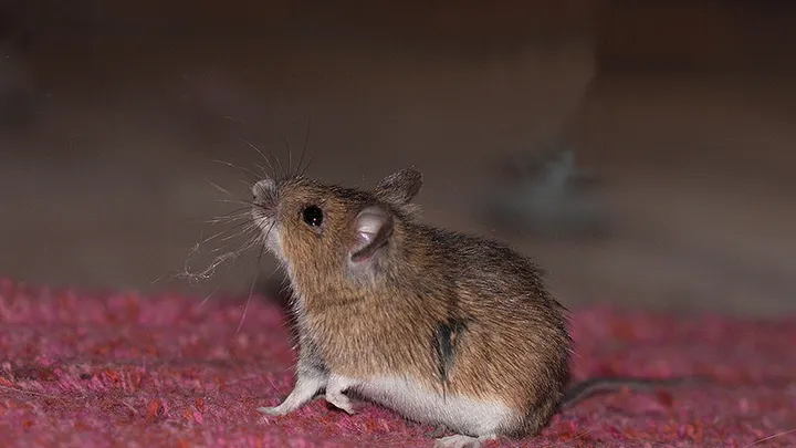 Maus im Haus? SO wirst du sie auf eine tierliebe und effektive Art und Weise los!