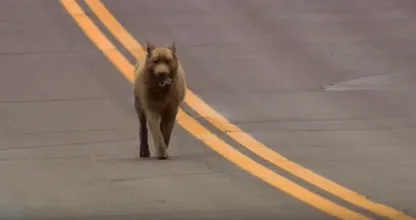 Wat deze zwerfhond iedere dag doet om zijn baasjes gedag te zeggen is echt onvoorstelbaar! Dit moet je zien, wat een schatje!