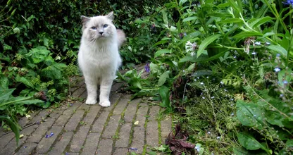 Always finding your neighbor’s cats in your garden? This cat-friendly trick will keep them away!