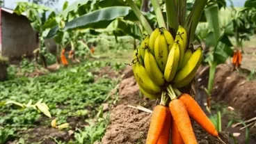 Das Unmögliche ernten: Eine Pflanze anbauen, die Karotten und Bananen trägt