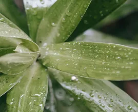 Handig: met deze tips droogt je tuin niet uit als je op vakantie bent