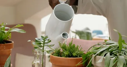 Geen groene vingers? Deze planten zijn perfect voor jou!
