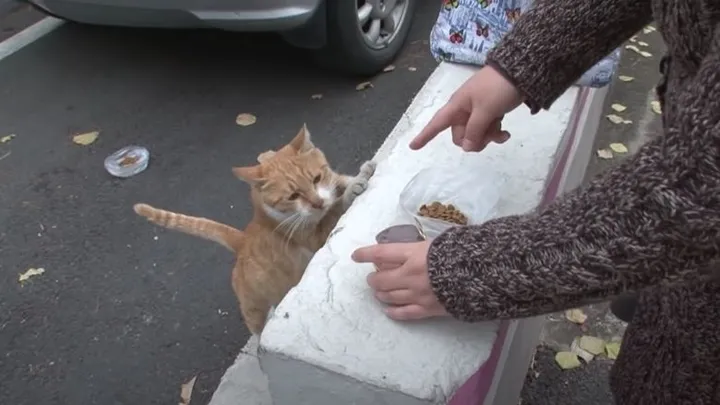 This homeless cat only accepts food from a bag and the reason is touching