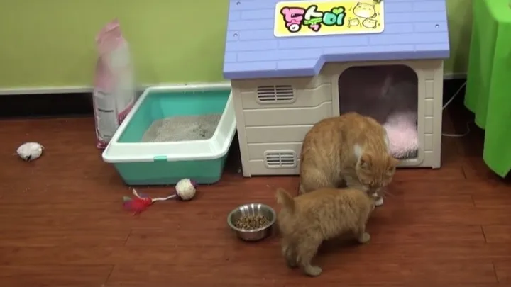 This homeless cat only accepts food from a bag and the reason is touching