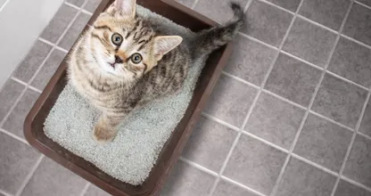 5 dingen waarvoor kattengrit nog meer handig is