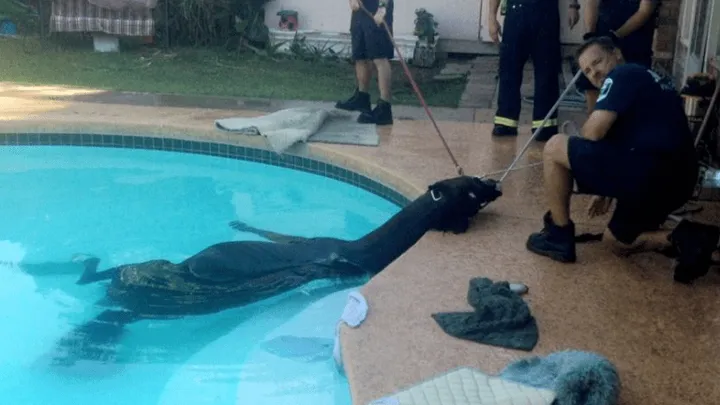 La mamma sente un tuffo in piscina e trova un enorme animale all'interno!