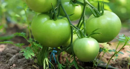 Still have green tomatoes? Gardening experts use this simple trick to ripen them indoors