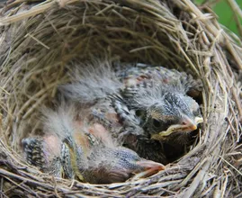 Vogelbond roept op: zorg voor extra water buiten voor pasgeboren vogeltjes