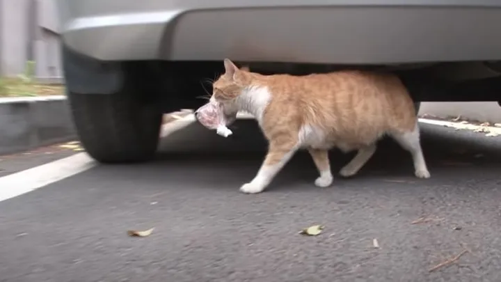 This homeless cat only accepts food from a bag and the reason is touching