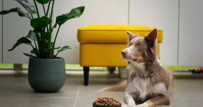 Feit of fabel: je hond heeft elke dag andere voeding nodig