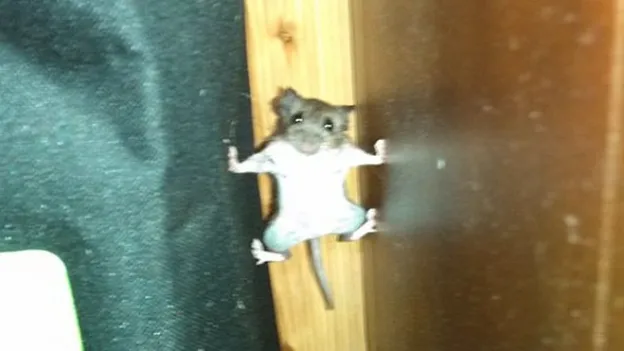 Deze dieren snappen er écht helemaal niks van: dit zijn de aller-grappigste klunzige dieren!