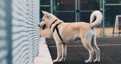 Zien: deze Oekraïense hond wacht al maand tevergeefs op baasje