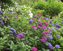 Deze zaadjes moet je in mei planten voor een kleurrijke tuin