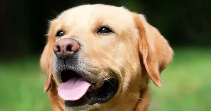 Video: Labrador Fred adopteert 9 kuikentjes en de beelden zijn superschattig!