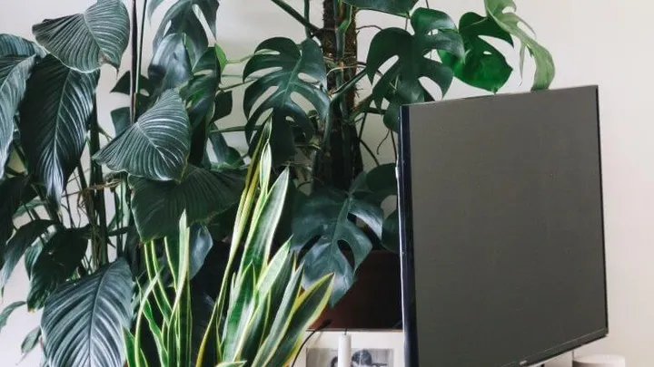Com este hack da vida, você pode cultivar uma planta em casa em pouco tempo a partir de uma batata doce
