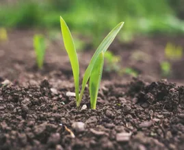 The state of New York now allows human composting