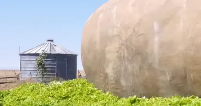 Je zult niet geloven wat er in deze gigantische aardappel zit - het is niet wat je denkt!