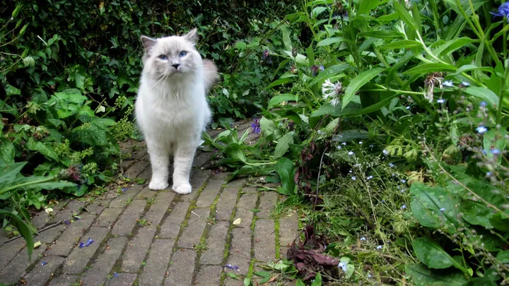 Always finding your neighbor’s cats in your garden? This cat-friendly trick will keep them away!