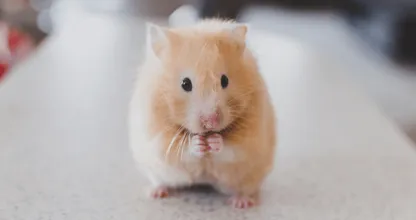 Novo método alternativo pode significar o fim dos testes em animais