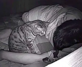 His Cat Could Not Stop Staring At Him At Night - After Installing The Camera, He Founds out Why