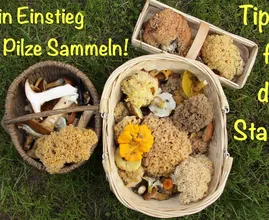 Welche Pilze darfst du eigentlich essen und welche nicht? Welche Pilze schmecken gut?