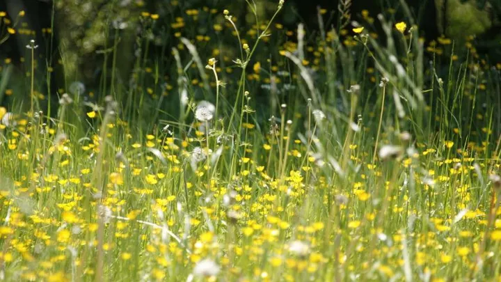 Heb je last van hooikoorts? Vermijd deze planten in je tuin!