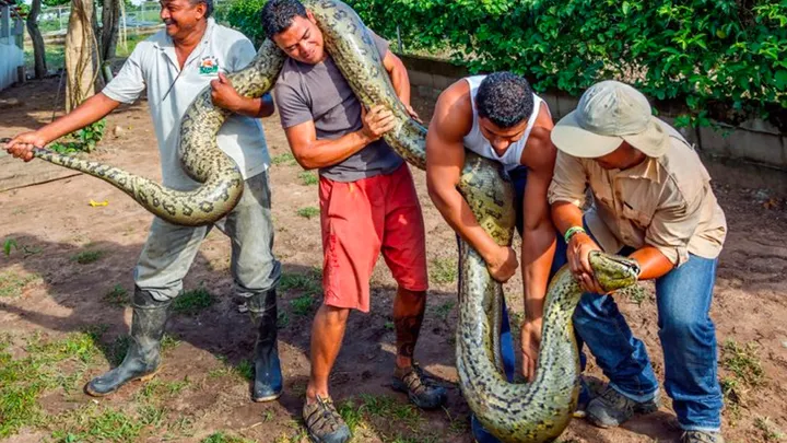 ¡Estos trabajadores encontraron una serpiente gigante - no creerás lo que encontraron dentro!