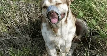Hartverscheurend: dit hondje werd gedumpt met zijn bek dicht getaped