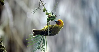 Met deze do's en don'ts help je vogels de winter door