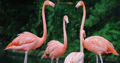Klanten Intratuin geschrokken door verblijf levende flamingo’s