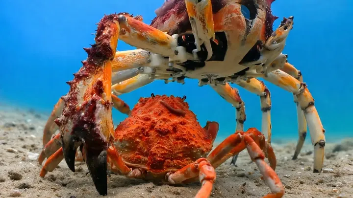 Cientistas colocaram um único "caranguejo" entre milhares de outros - então algo bizarro aconteceu